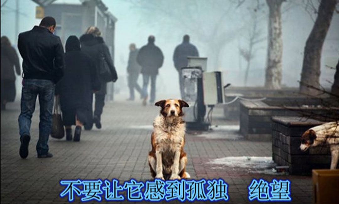 石景山爱影圈微博微信转发案例